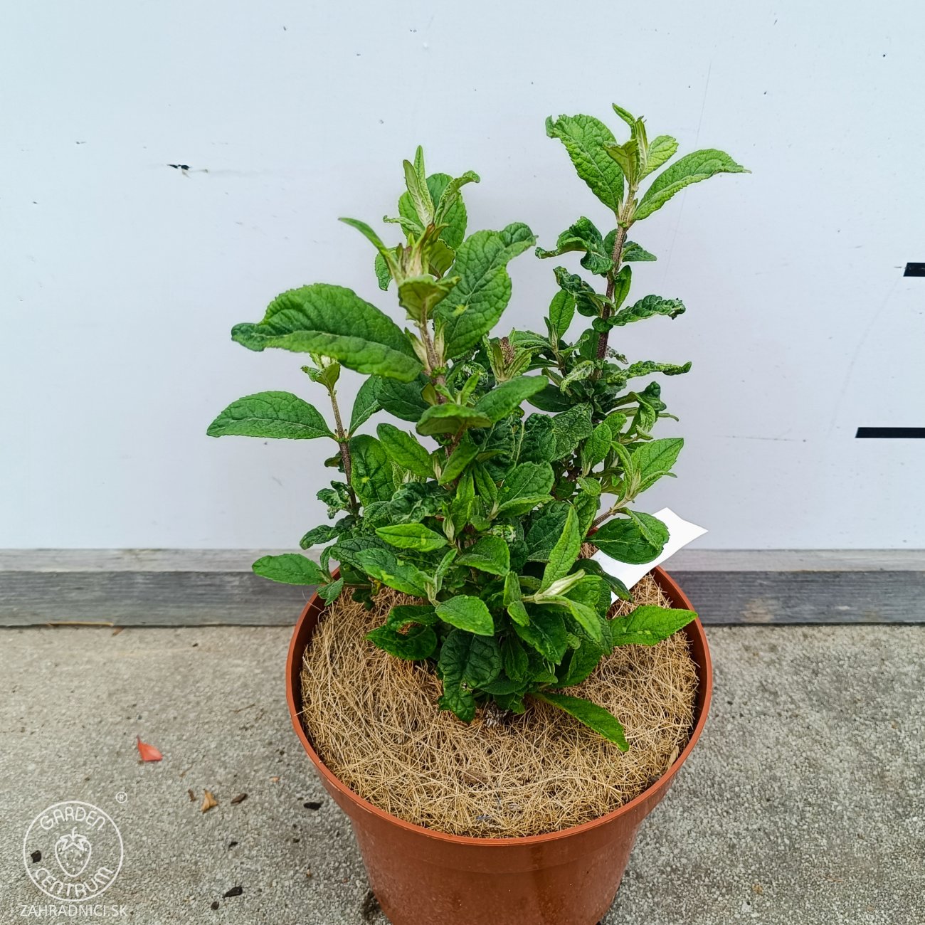 Obrázok Budleja Dávidova (Buddleja Davidii) ‘LITTLE RUBY BUTTERFLY CANDY’® - výška 20-30 cm, kont. C2L
